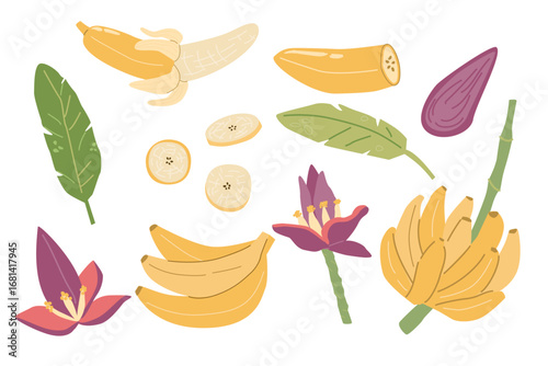 Assorted banana varieties and parts: leaves, blossoms, and fruits.