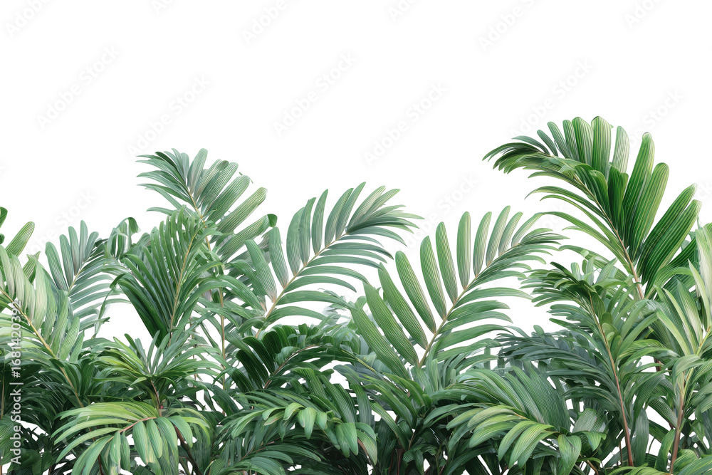Fototapeta premium Lush tropical foliage