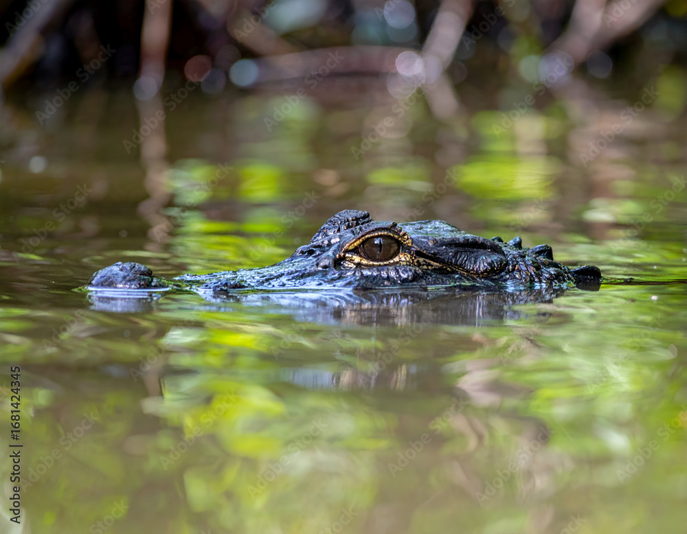 Obraz premium Caiman's watchful golden eye peeks above murky swamp water, perfectly camouflaged amidst the vibrant green reflections of its natural habitat.