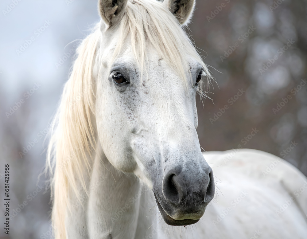 Obraz premium Close-up of a majestic white horse with a flowing mane and speckled face, gazing calmly in a natural outdoor setting.