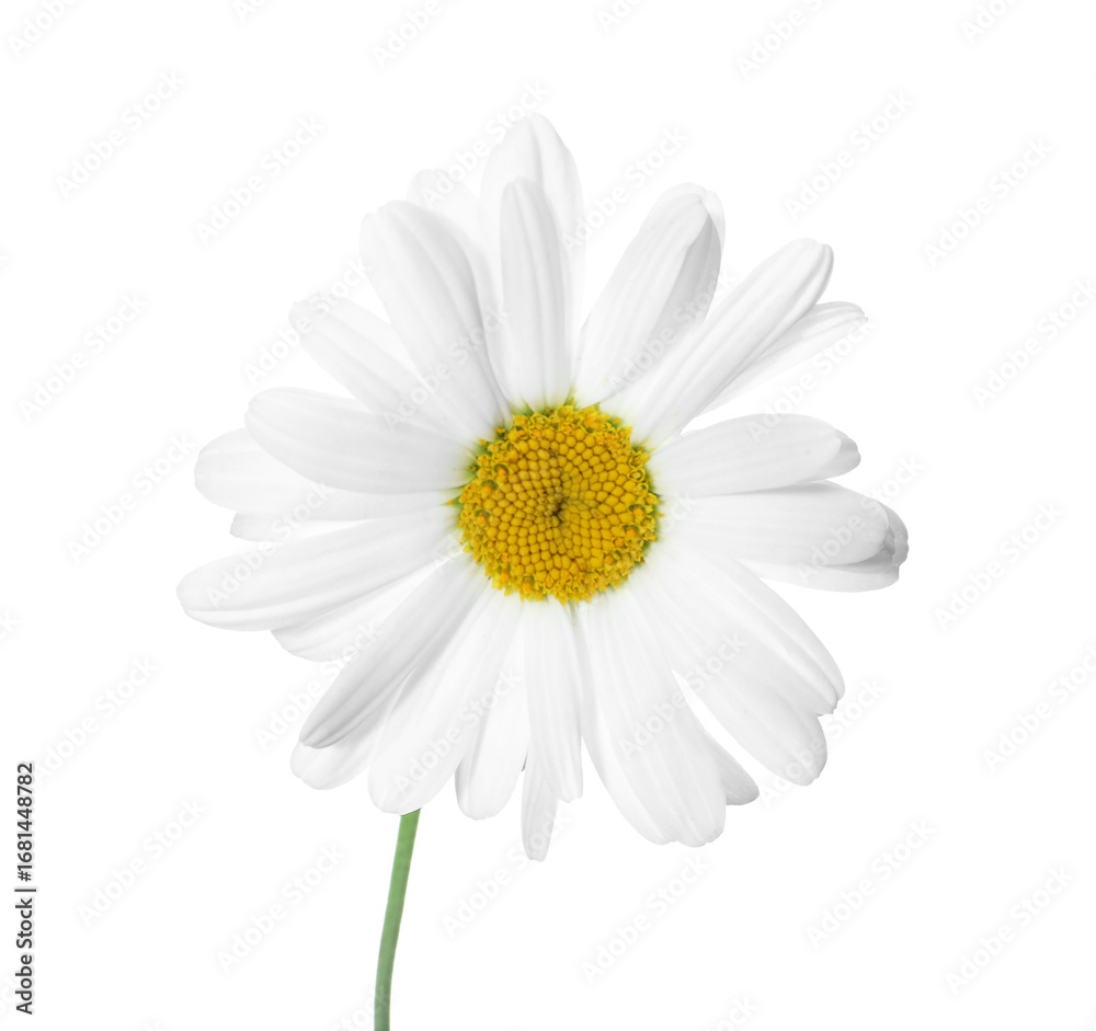 Fototapeta premium One beautiful chamomile flower isolated on white