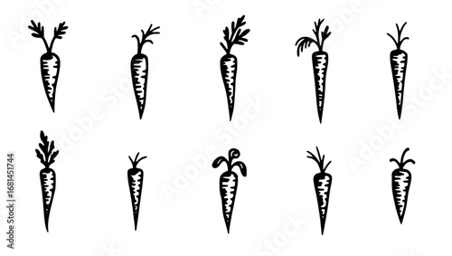 A collection of detailed ink illustration of carrots showing the art of the perfect sketch work, suitable for various design needs. vector illustration