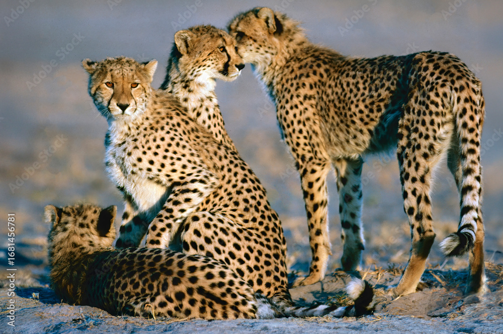 Obraz premium Cheetah family