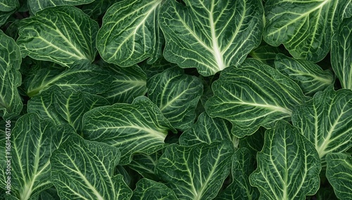 Cabbage Leaf Background
