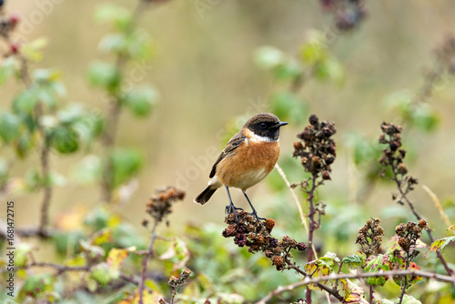 Canvas Print Male Stonechat (Saxicola rubicola) on Bull Island, Dublin, a bird of coastal areas