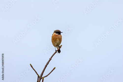 Photography Male Stonechat (Saxicola rubicola) on Bull Island, Dublin, a bird of coastal areas