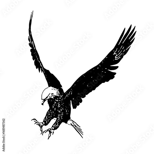 Vector illustration of eagle soaring with wings spread wide in black and white.