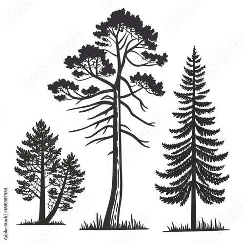 Vector art of collection of three pine tree silhouettes, , showcasing different shapes and sizes of coniferous trees in a natural setting