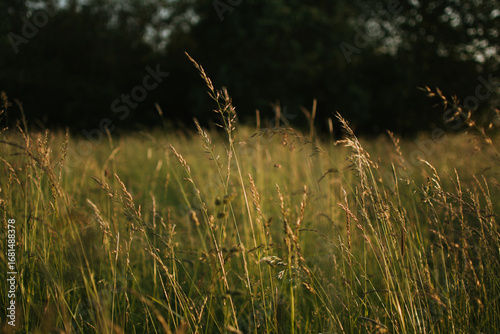 Golden hour light falling on tall grass in a summer meadow with trees in the background