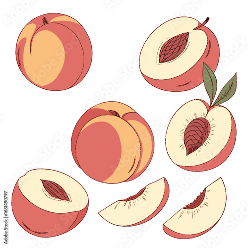Vector art of a collection of ripe peaches, some whole and some sliced in half, showcasing their juicy flesh and seed, isolated on white background