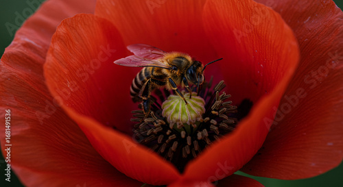 Honeybee collecting pollen from vibrant red poppy flower in summer garden closeup, captivating floral beauty