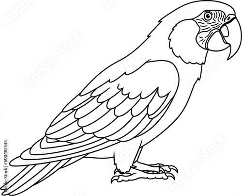 Download printable macaw parrot coloring page for kids adults