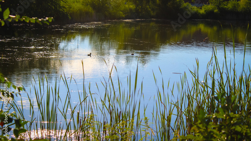 ducks enjoy a retention pond in a commercial area, surrounded by lush greenery and tall reeds. environment, city planning, and infrastructure background. stormwater management.