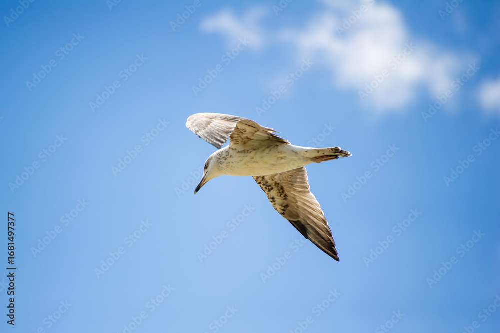 Obraz premium A seagull glides through a bright blue sky scattered with soft, white clouds.
