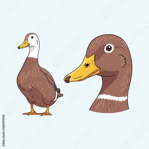 Duck Illustration Fullbody and Headshot