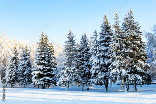 Wallpaper Mural Winter landscape with snow-covered firs in a quiet forest. Torontodigital.ca