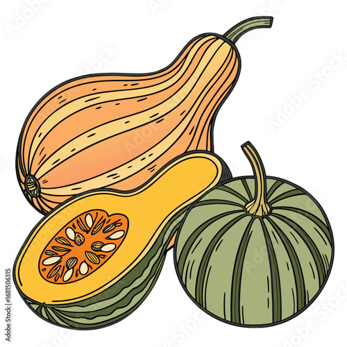 Vector art of a colorful illustration of three different types of squash, including a butternut squash, a halved butternut squash showing its seeds, and a round green squash