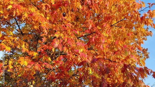 wind sways branches of red oak against blue sky, autumn landscape, natural sound