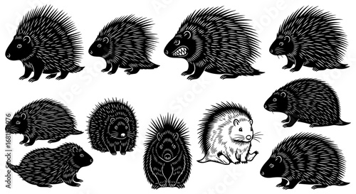 Vector art of compilation of ten black and white illustrations showcasing porcupines and beaverlike rodents in various poses and styles