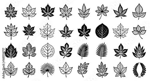 Vector art of detailed collection of various leaf shapes and patterns, showcasing botanical diversity in black and white