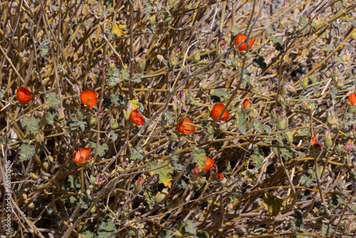 Desert Globemallow