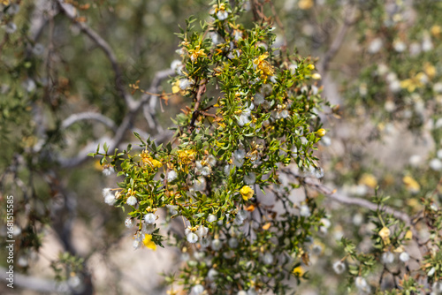 Larrea tridenta
