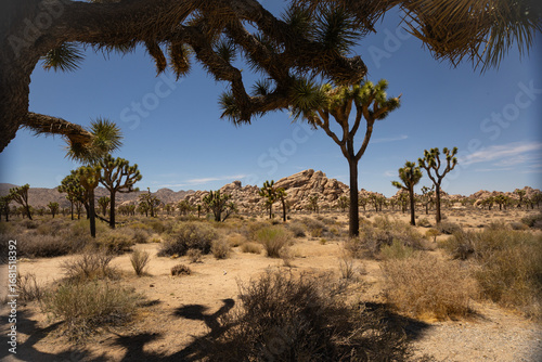 Underneath the Joshua Tree