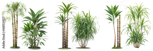 Set of Sugarcane Plant Tropical Plant isolated on a transparent background
