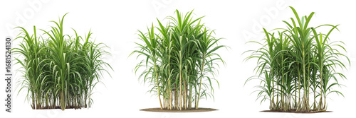 Set of Sugarcane Plant Tropical Plant isolated on a transparent background 