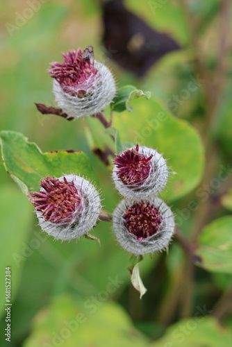 thistle flowers