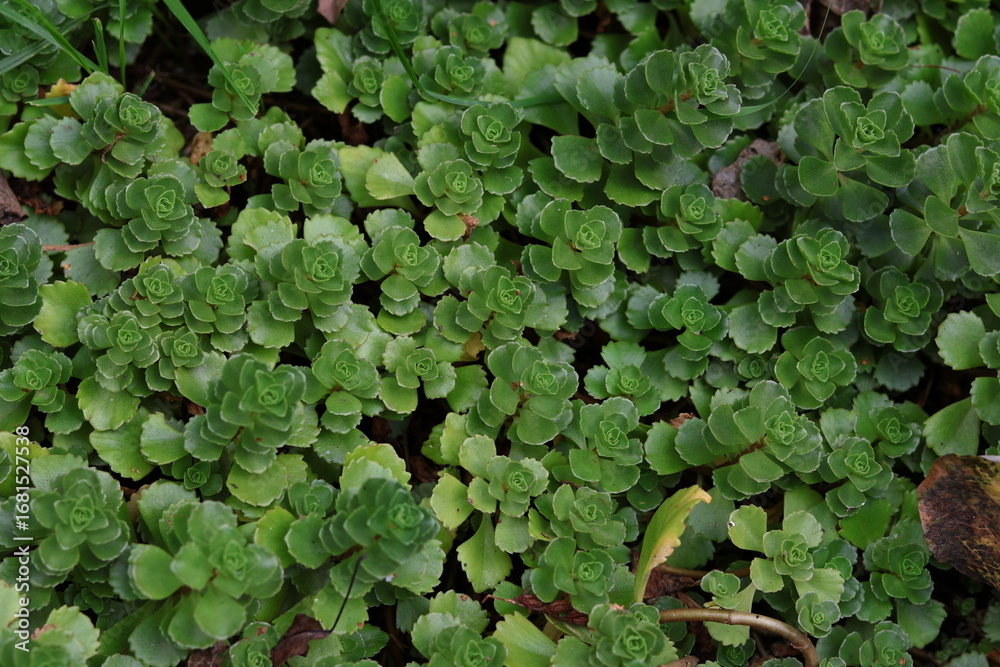 Fototapeta premium stonecrop in the garden