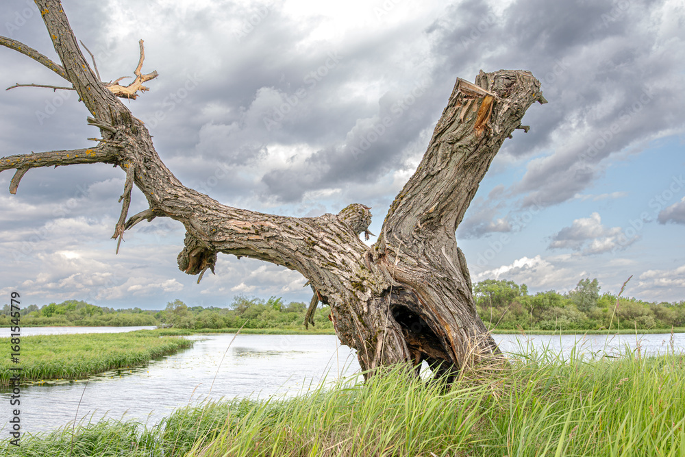 Fototapeta premium A dry tree on a high riverbank, beautiful clouds