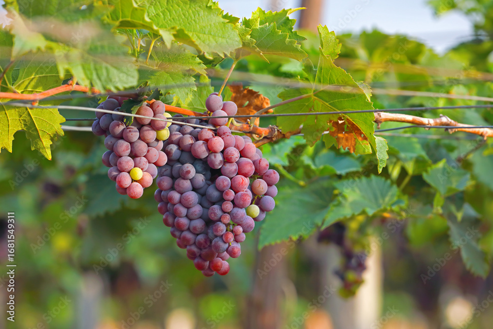 Naklejka premium Red Grapes hanging on branches in garden