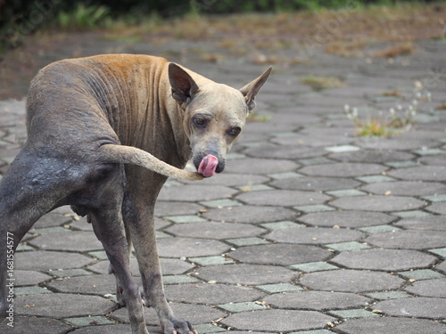 Fotografia The skin on calves and trunk of brown stray dog symptoms have sarcoptic mange