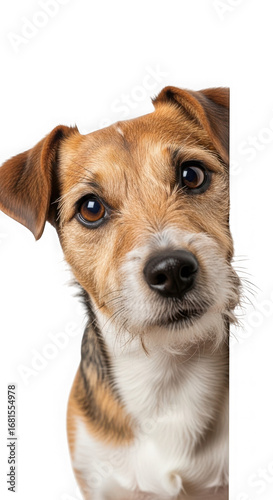 Cute dog face isolated on transparent background