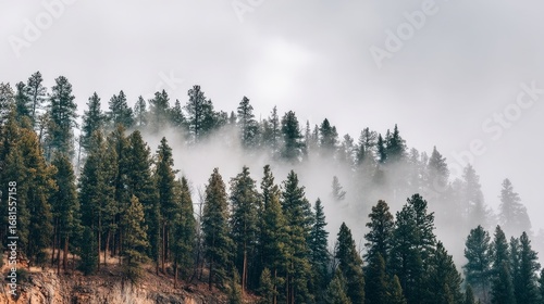 A dense forest of tall evergreen conifers stands on a slope with dry brown grass,