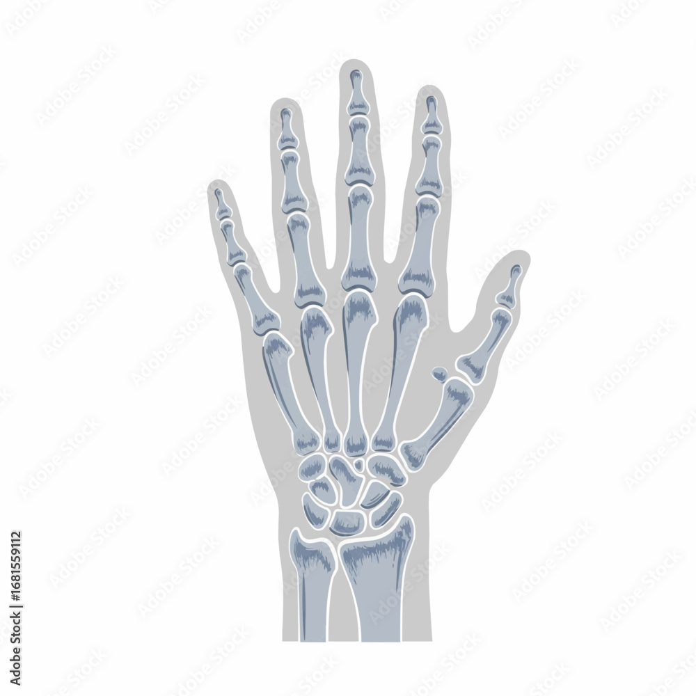 Fototapeta premium Hand X-Ray Bones