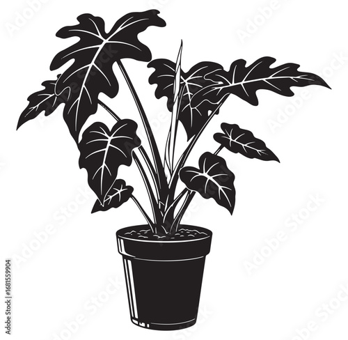 Vector illustration of a lush elephant ear plant growing in a decorative flower pot