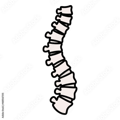 Spine bones isolated on white vector