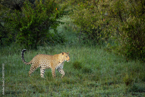 Magnificent Leopard on an early morning stroll in Ol Kinyei Conservancy, Kenya.
