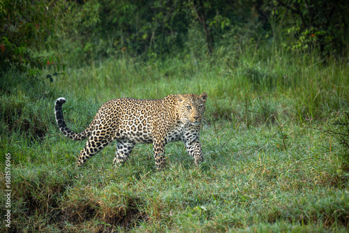 Leopard on morning patrol in the green grasses of Olare Motorogi Conservancy, Kenya.