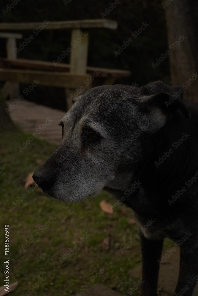 Fototapeta premium Perro negro con canas de perfil