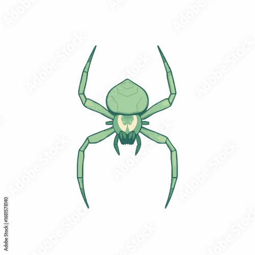 Spider 6