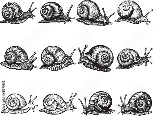 Seashell Monochrome Clip Art SVG
