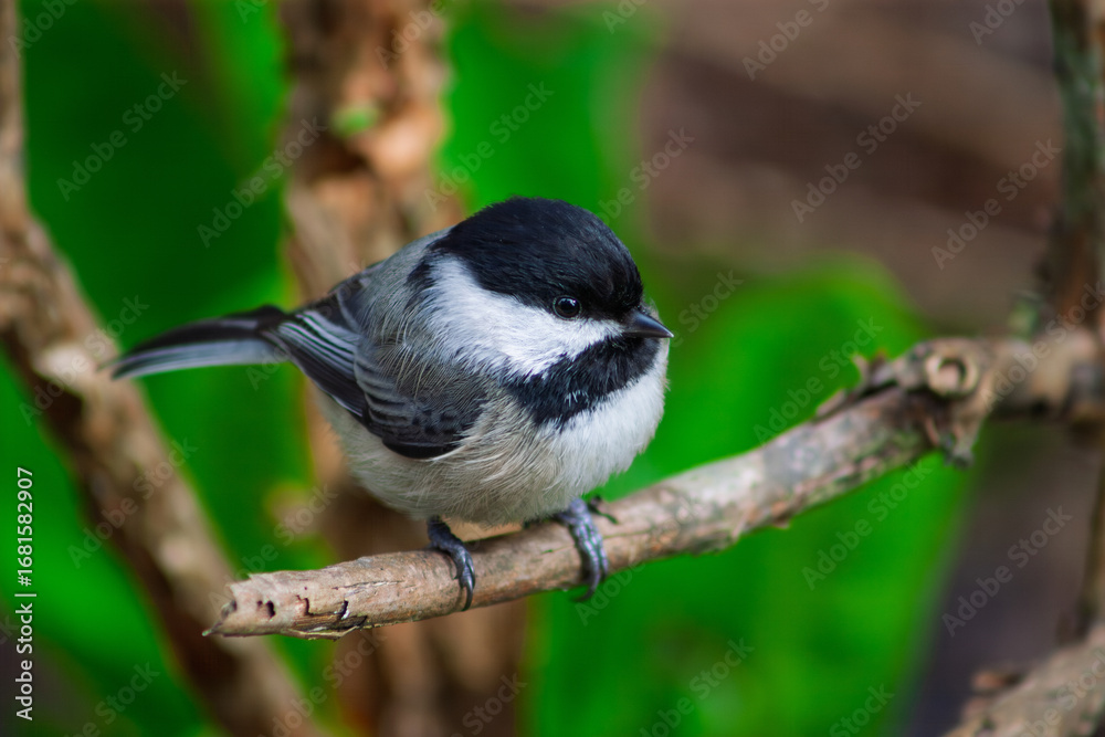 Fototapeta premium chickadee