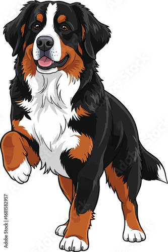 Playful Bernese Mountain Dog standing with paw raised cute 