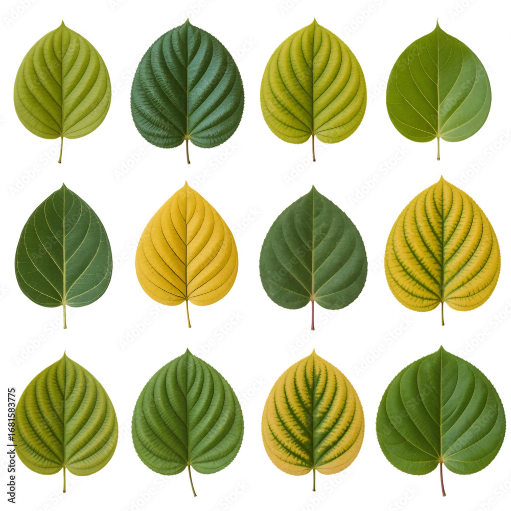 Obraz premium A grid showcases fifteen vibrant green leaves, each exhibiting unique veining and subtle variations in shape and color isolated on transparent or white background. Generative ai 