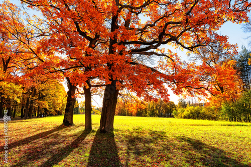 Orange color trees, green grass and red brown leaves in fall city park. Beautiful autumn park.
