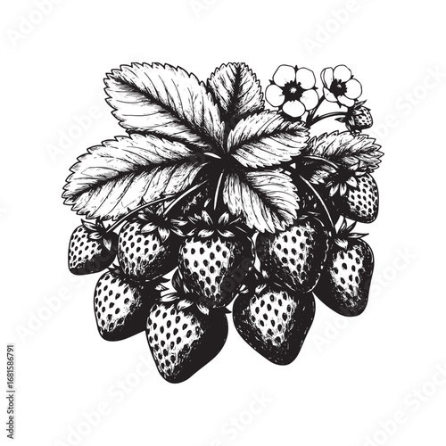 Handdrawn illustration of a strawberry plant with ripe berries and leaves, isolated on white background