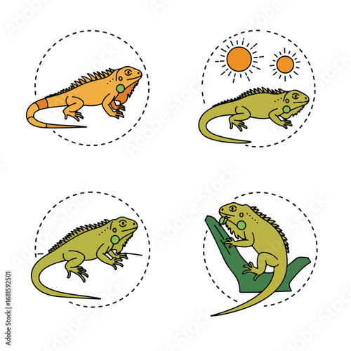 Four icons showing iguana's life stages in dotted circles